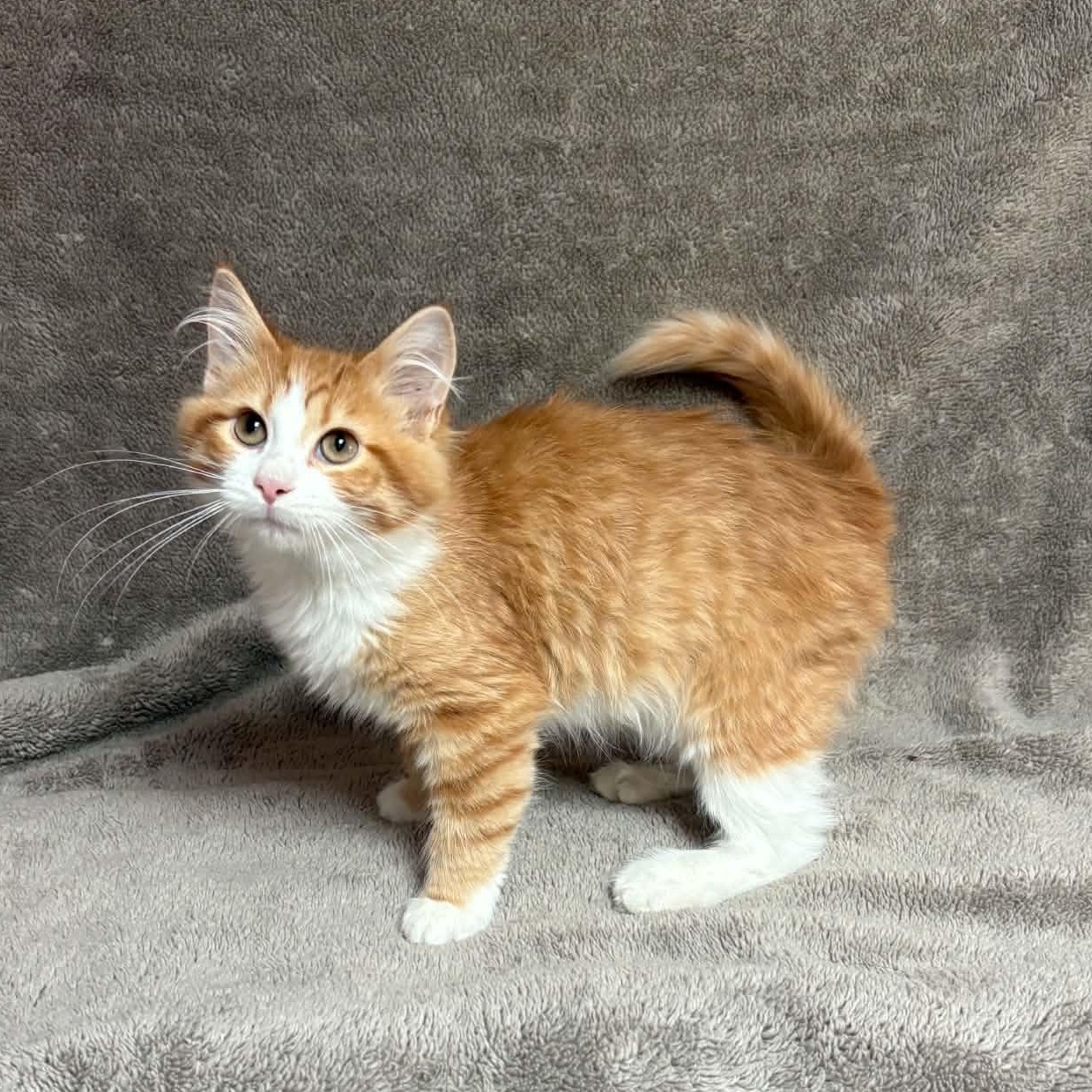 Manatar, an adopted Domestic Short Hair in Waterloo, IA image 4/5