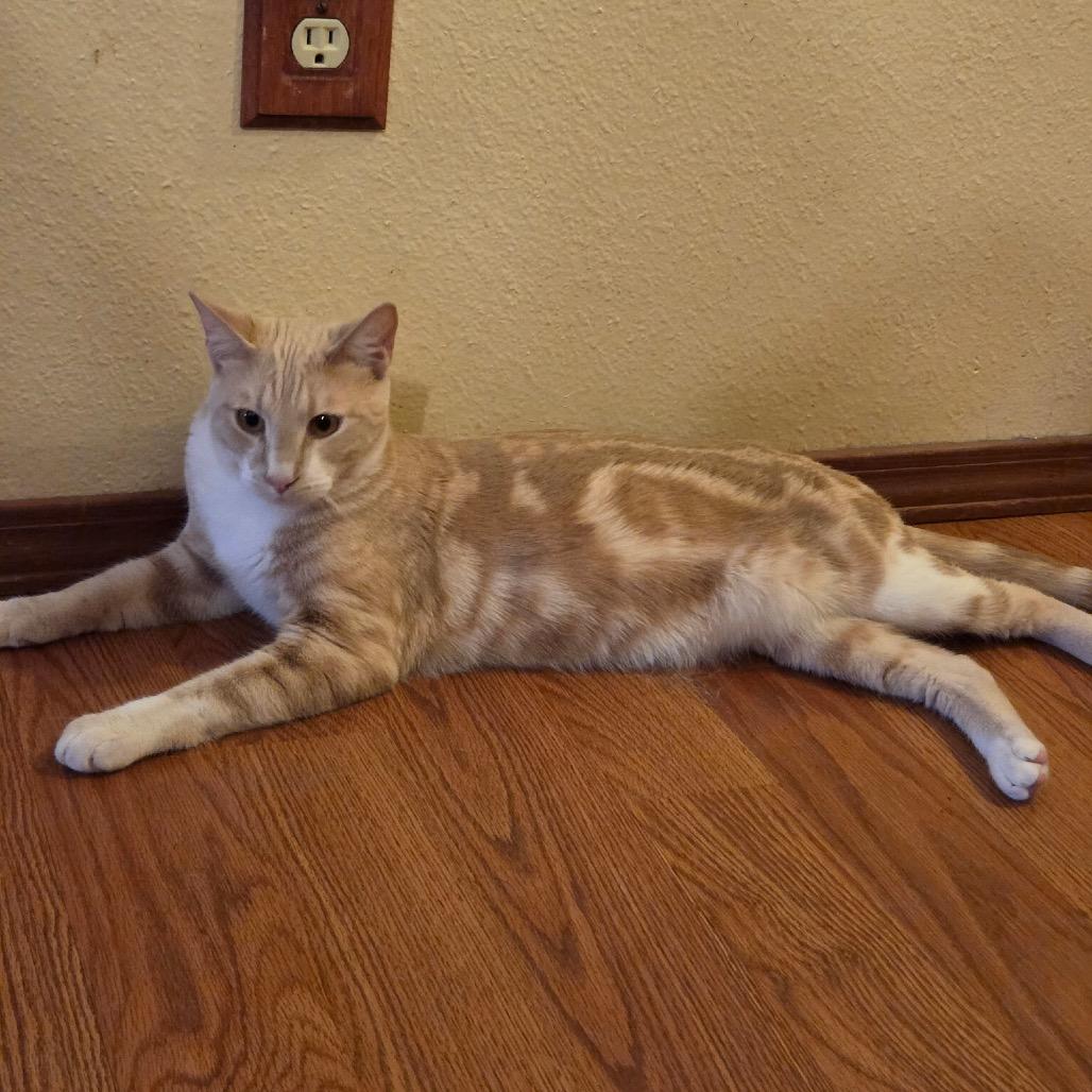 Erik, Adoptable, Young Male Domestic Short Hair.