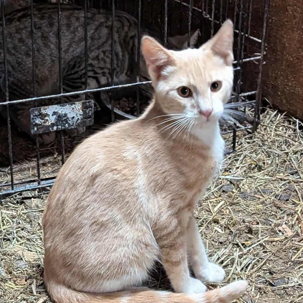 Erik, a Adoptable Domestic Short Hair in Ferndale, WA image 1/3