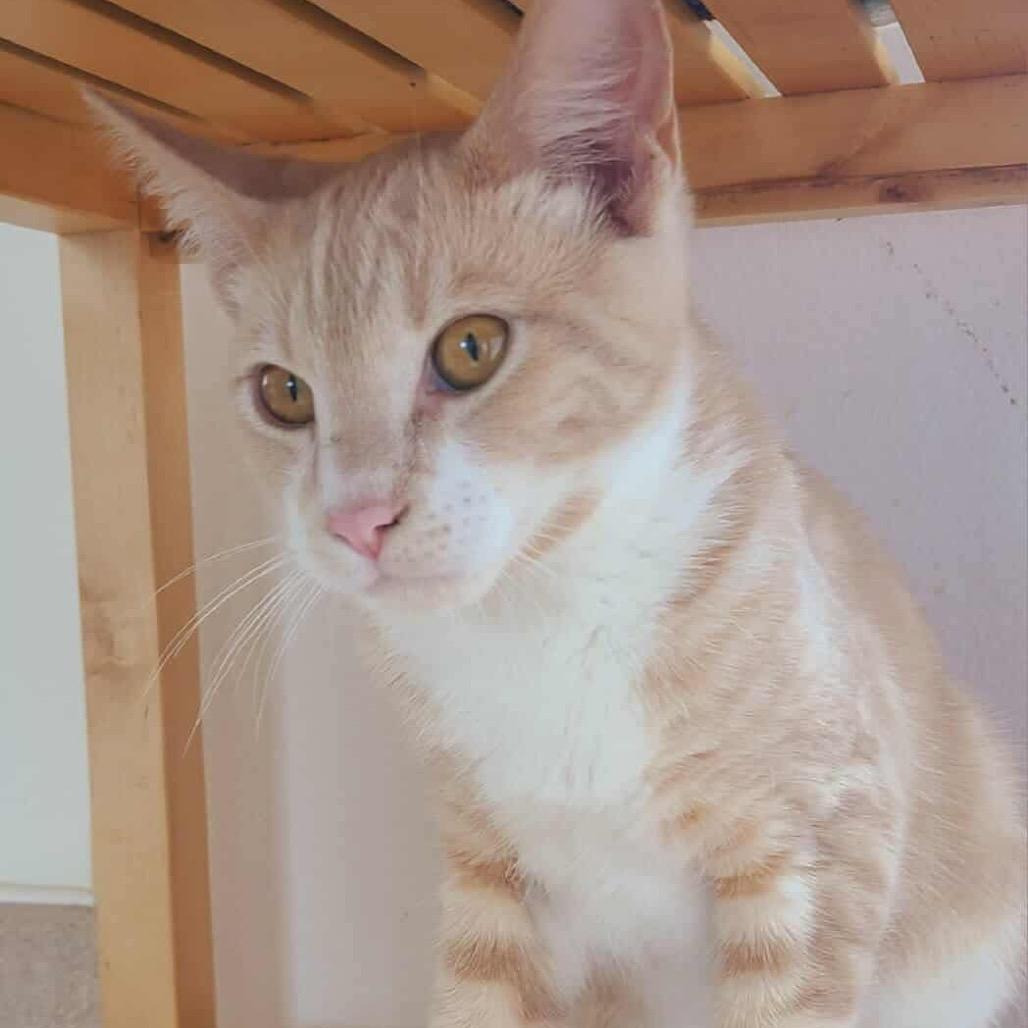 Erik, a Adoptable Domestic Short Hair in Ferndale, WA image 2/3