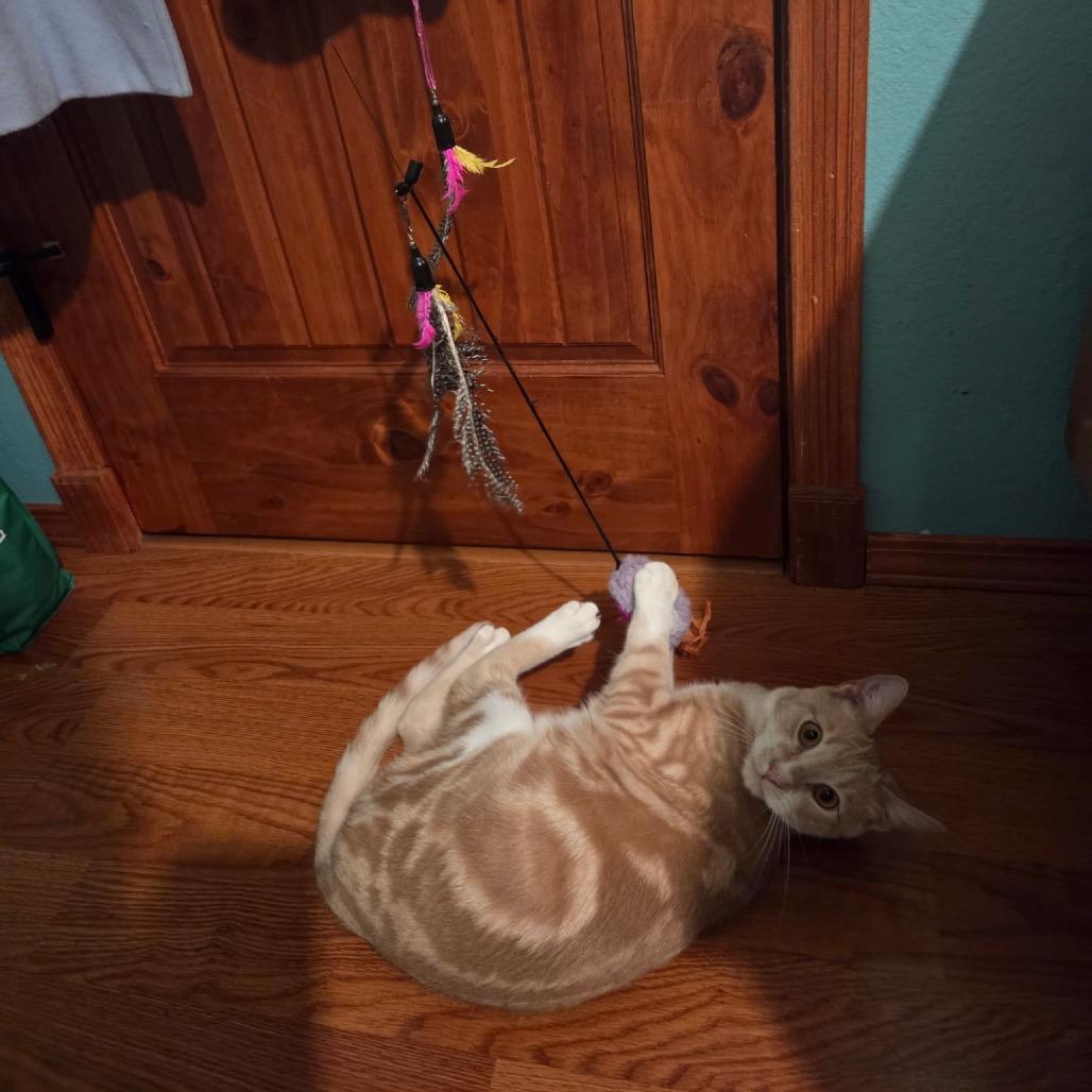 Enlarge Erik, a Adoptable Domestic Short Hair in Ferndale, WA image 6/6