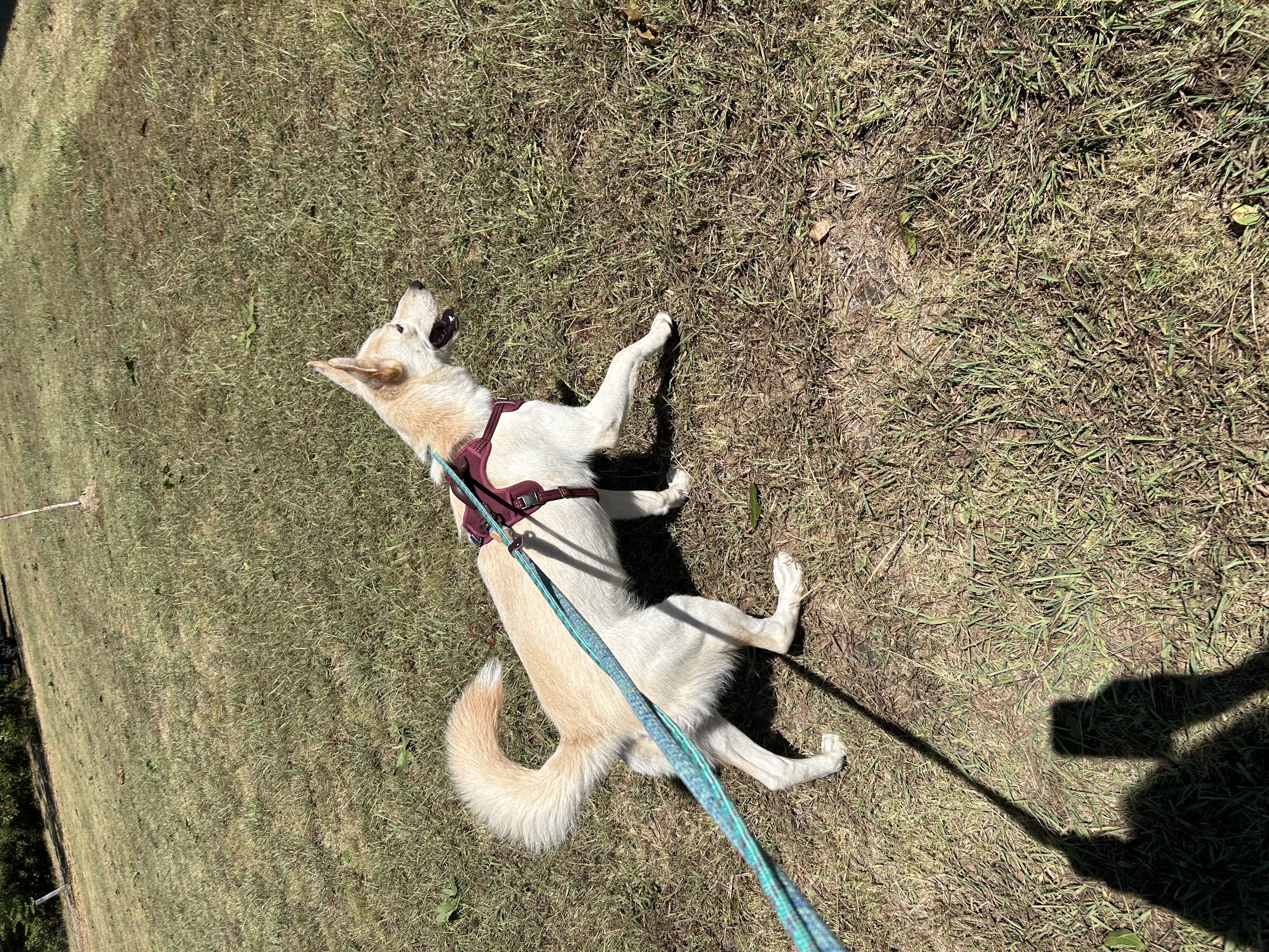 Taffy photo 4