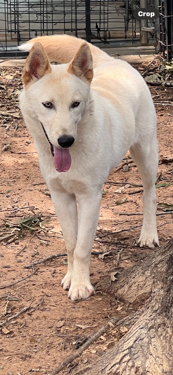 Taffy, Adult Female Husky