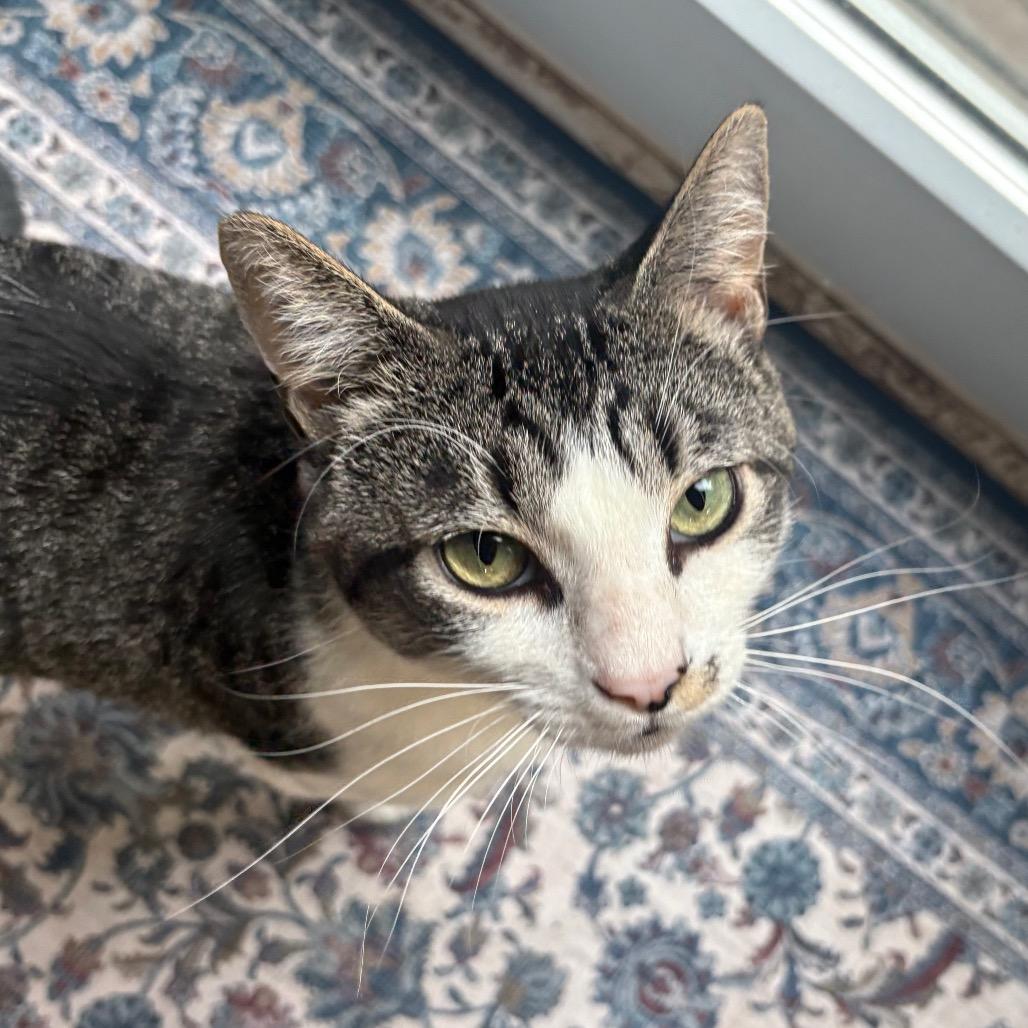 Kermit, a Adoptable Domestic Short Hair in Greenville, SC image 1/5