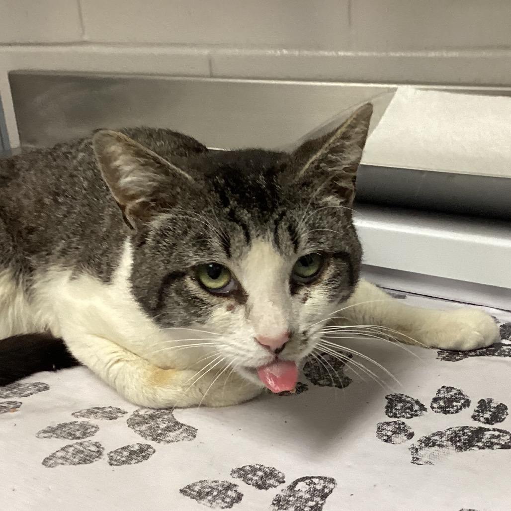 Kermit, a Adoptable Domestic Short Hair in Greenville, SC image 2/5