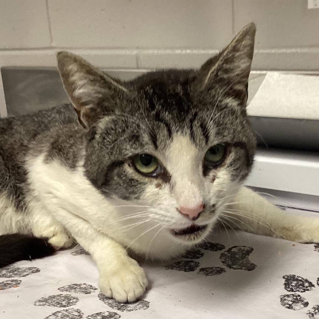 Kermit, a Adoptable Domestic Short Hair in Greenville, SC image 3/5