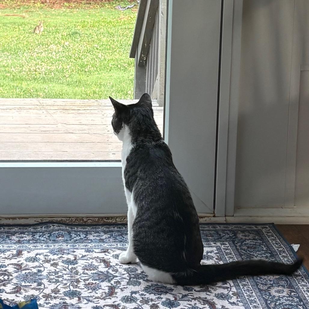 Kermit, a Adoptable Domestic Short Hair in Greenville, SC image 4/5