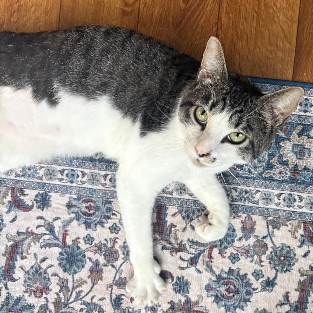 Kermit, a Adoptable Domestic Short Hair in Greenville, SC image 5/5