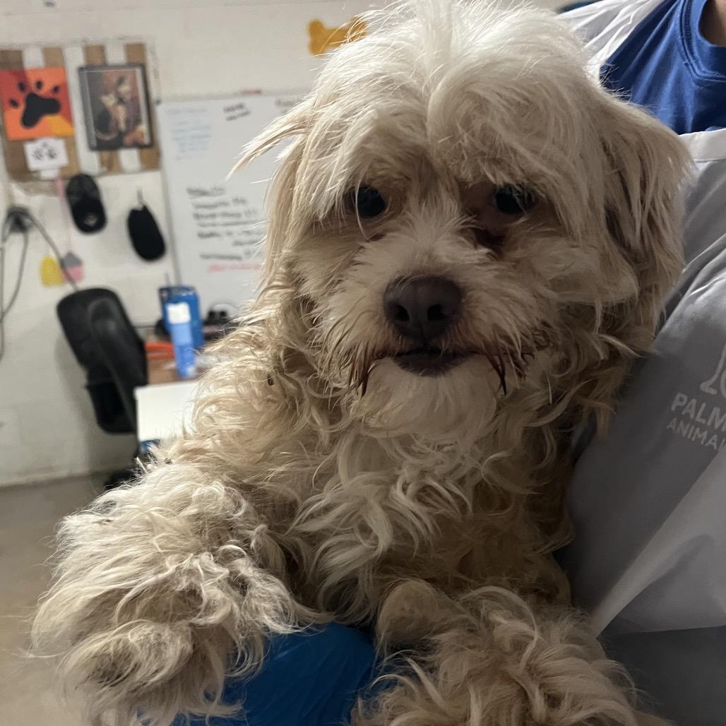 Nancy, Adoptable, Adult Female Maltese & Mixed Breed.