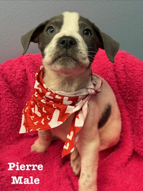 Pierre, adopted, Puppy Male Terrier.