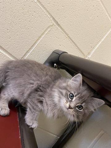 Enlarge Cosmo, an adopted Domestic Medium Hair in Burgaw, NC image 1/1