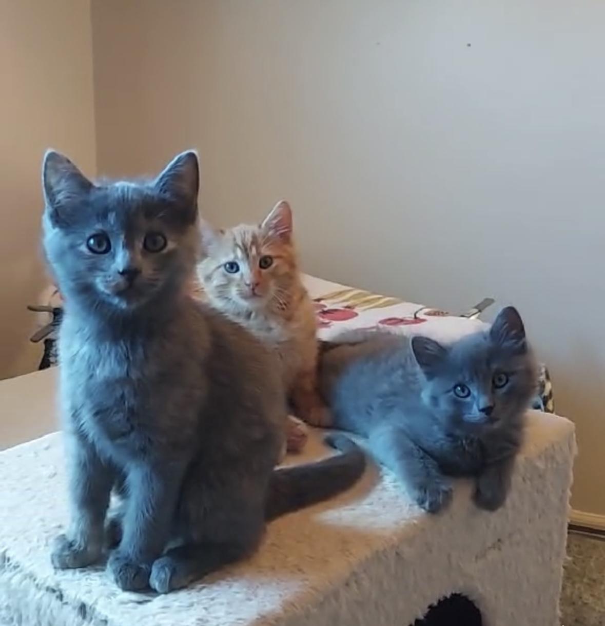 Jamdani, an adopted Domestic Medium Hair in Colorado Springs, CO image 6/6