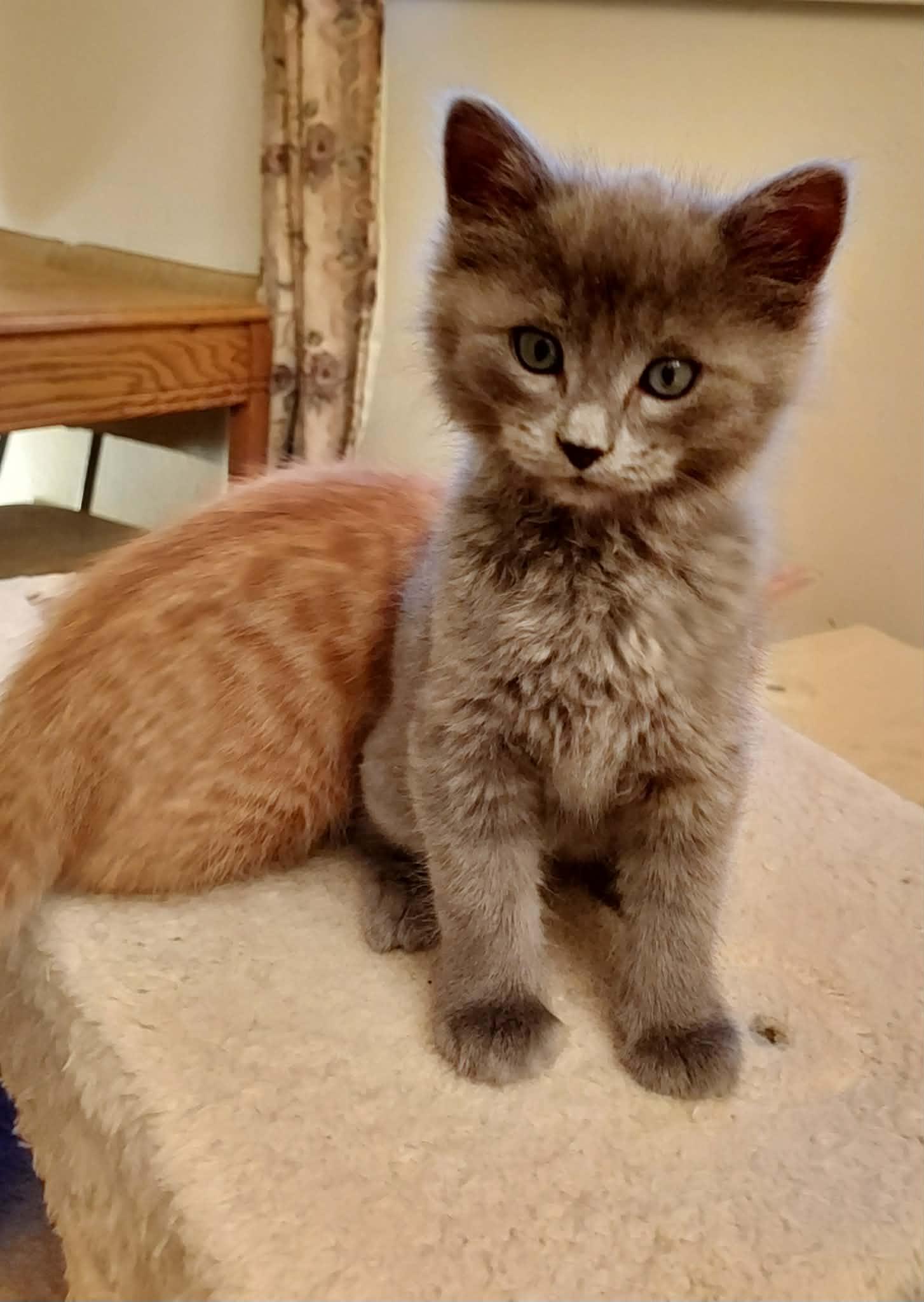 Jamdani, an adopted Domestic Medium Hair in Colorado Springs, CO image 2/6