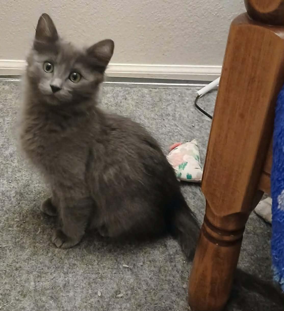 Jamdani, adopted, Kitten Male Domestic Medium Hair.