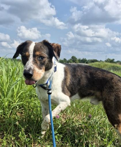 Enlarge Mars, an adopted Mixed Breed in Hamilton, OH image 3/3