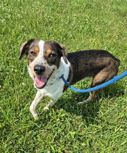 Enlarge Mars, an adopted Mixed Breed in Hamilton, OH image 2/3
