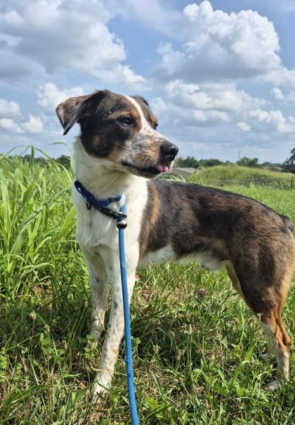 Mars, adopted, Young Male Mixed Breed.
