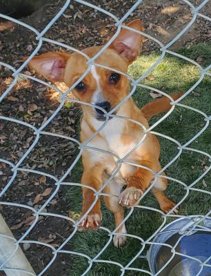 Enlarge Cherry, an adopted mixed breed in Santa Paula, CA image 3/3