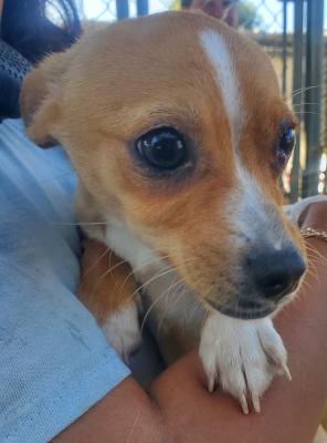 Enlarge Cherry, an adopted mixed breed in Santa Paula, CA image 1/3