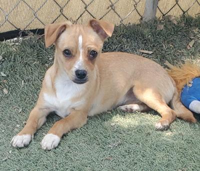 Enlarge Cherry, an adopted mixed breed in Santa Paula, CA image 2/3
