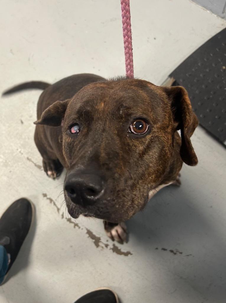 Chloe, a Adoptable Boxer in Greenwood, MS image 1/2