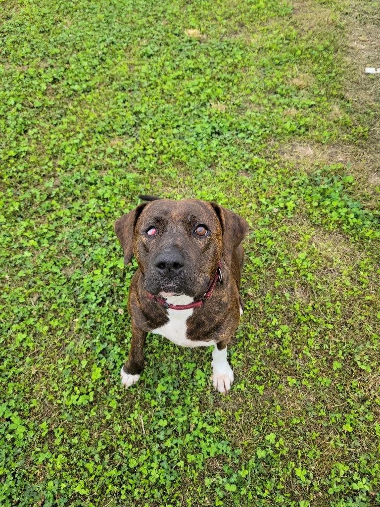 Chloe, a Adoptable Boxer in Greenwood, MS image 2/2