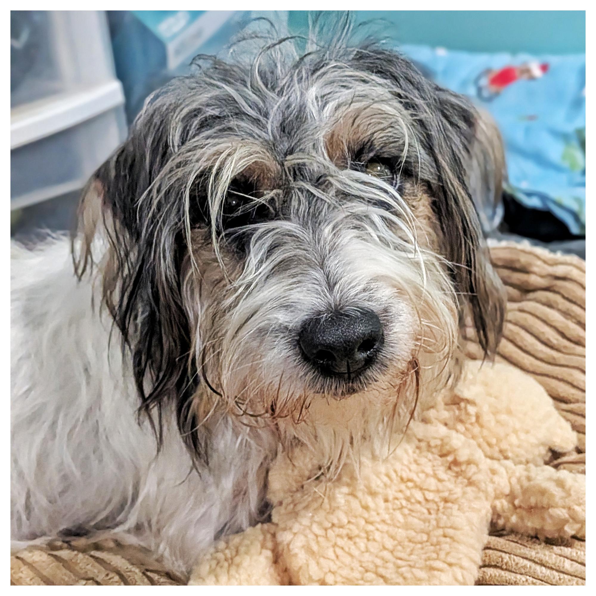 Ellie, ADOPTABLE, Young Female Jack Russell Terrier.