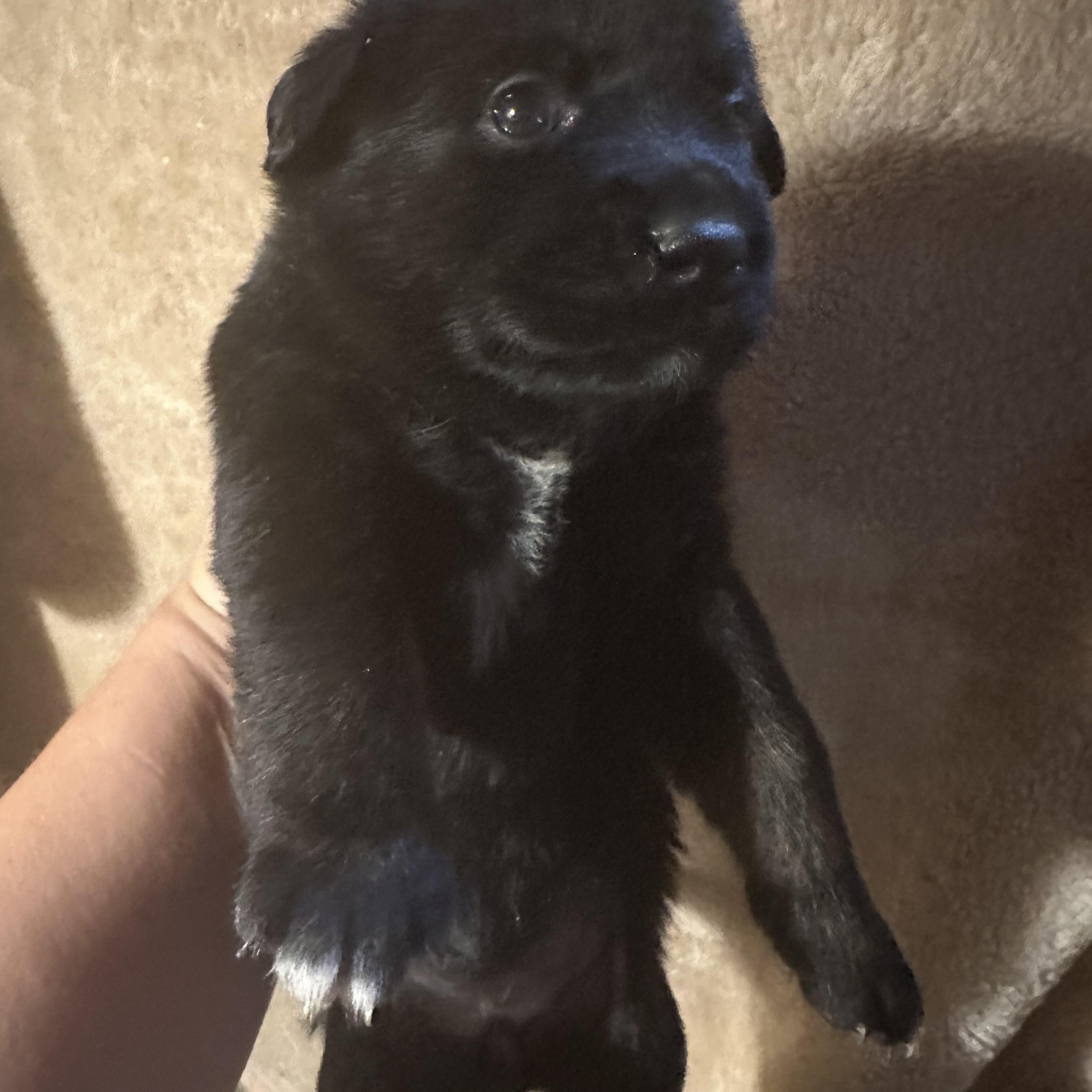 Carly, an adoptable German Shepherd Dog, Rottweiler in Winnipeg, MB, R2C 3A4 | Photo Image 2
