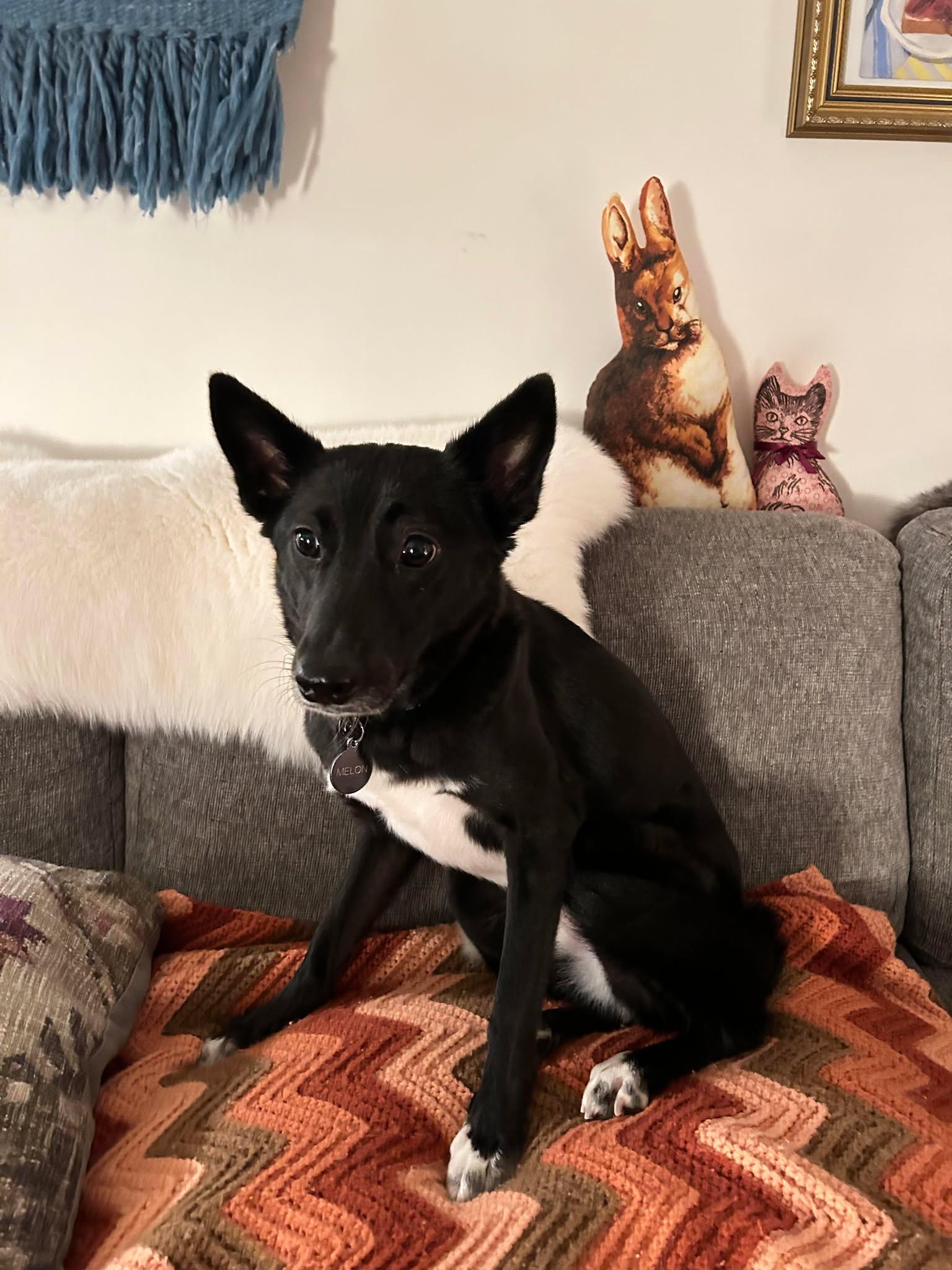 Kanghee (20240923-08), Adult Female Jindo