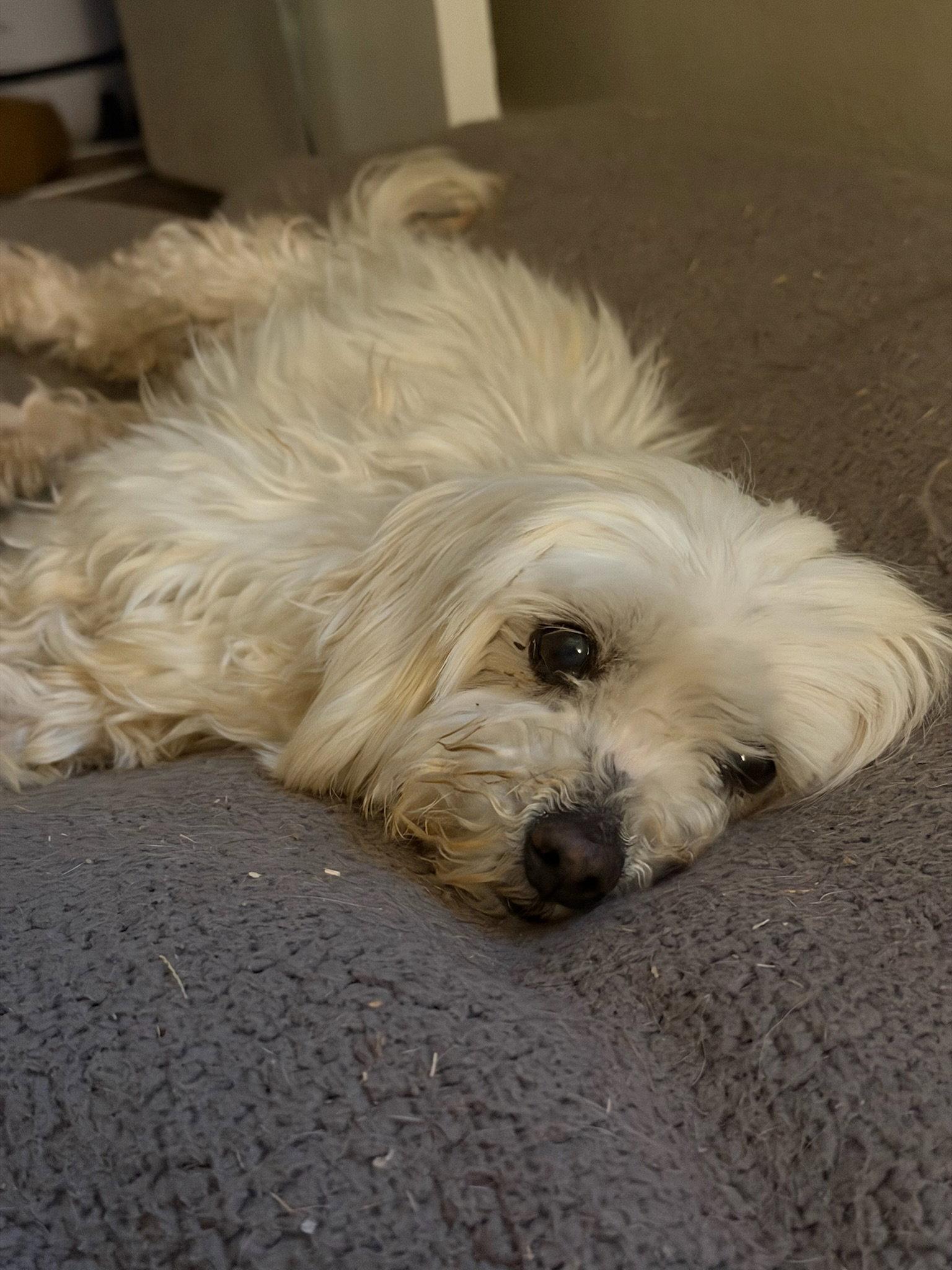 Benny Blanco - ADOPTION IN PROCESS, a Adoptable Maltese in Grafton, WI image 1/3