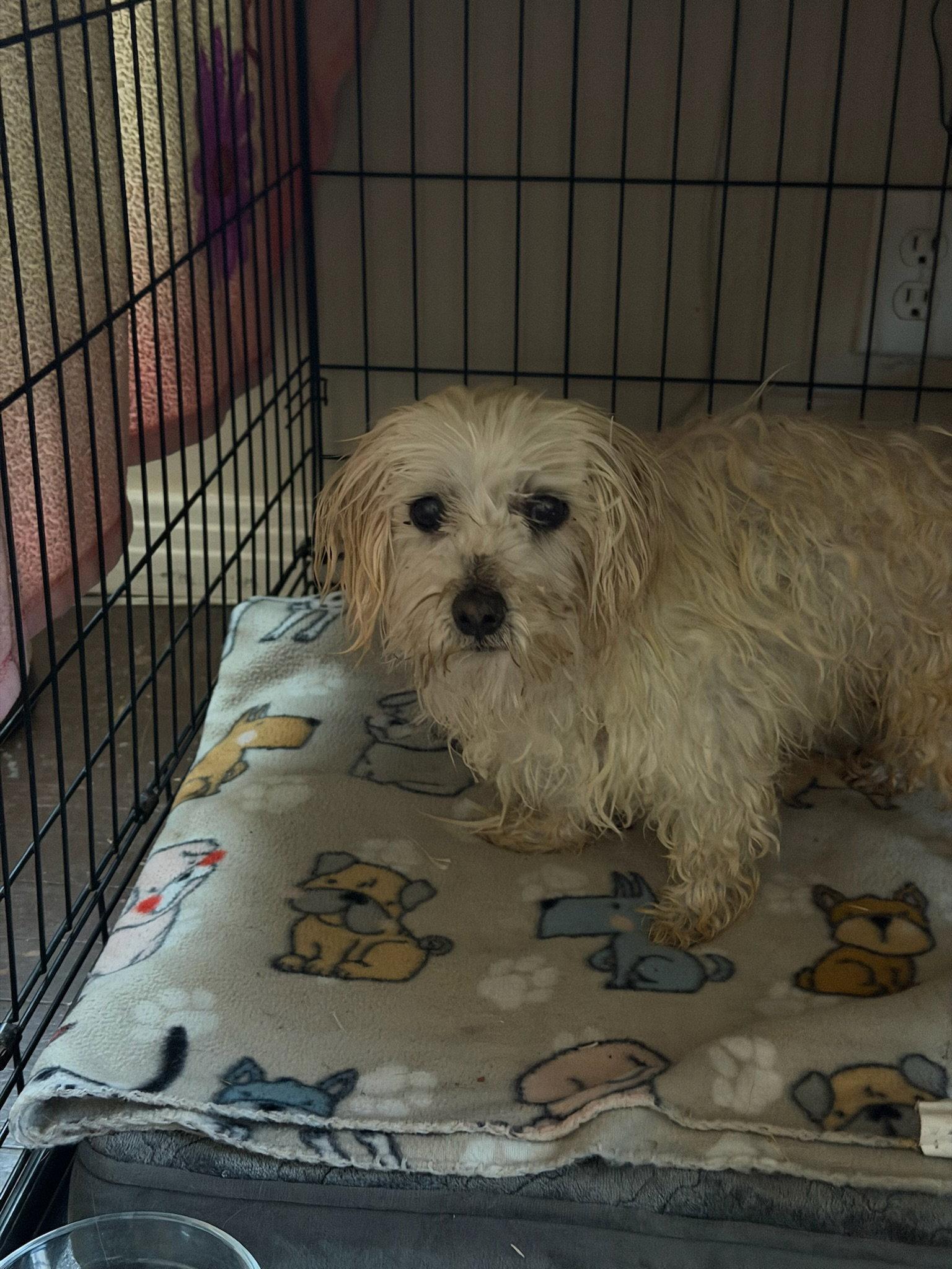 Benny Blanco - ADOPTION IN PROCESS, a Adoptable Maltese in Grafton, WI image 2/3