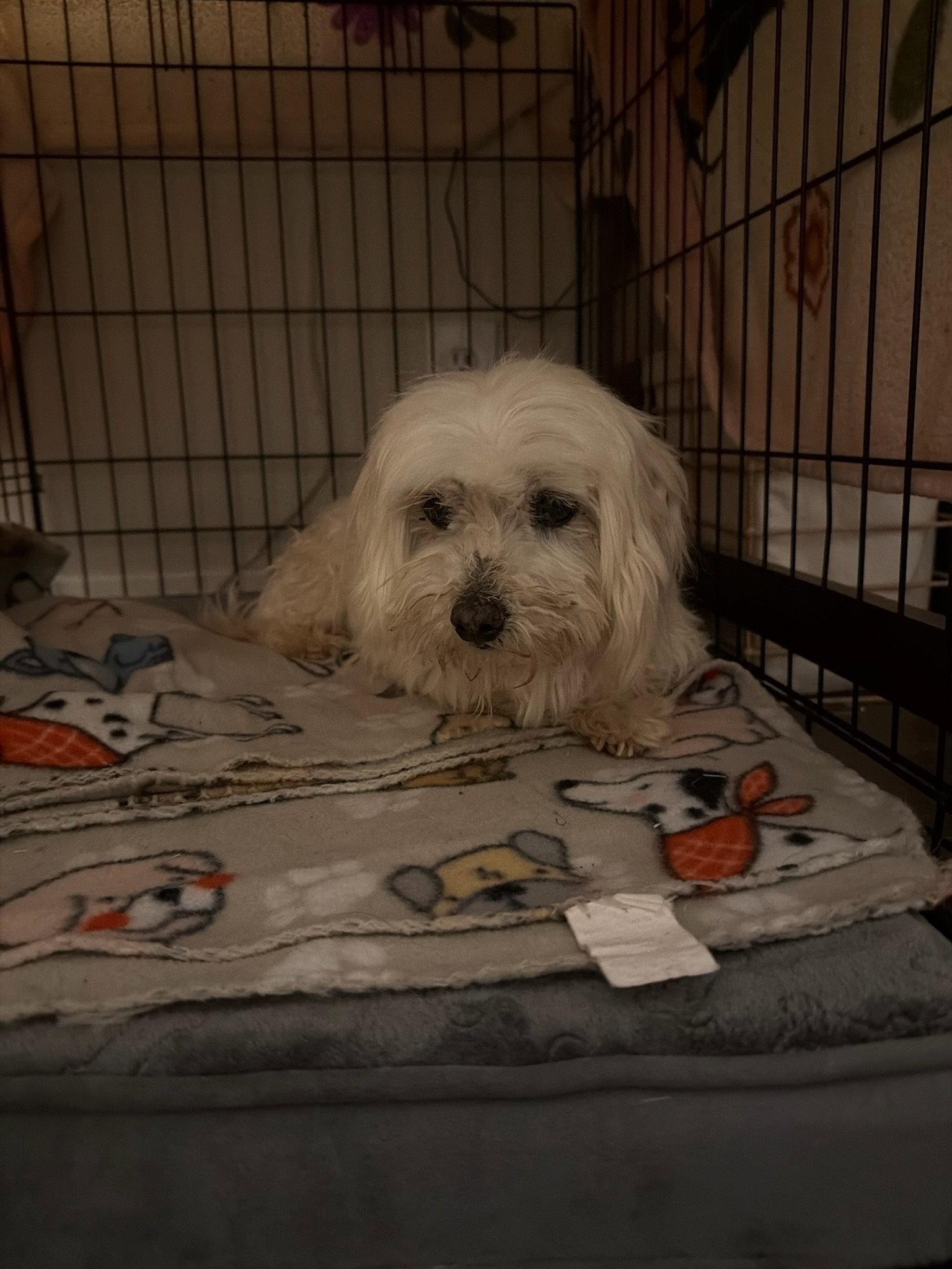 Benny Blanco - ADOPTION IN PROCESS, a Adoptable Maltese in Grafton, WI image 3/3