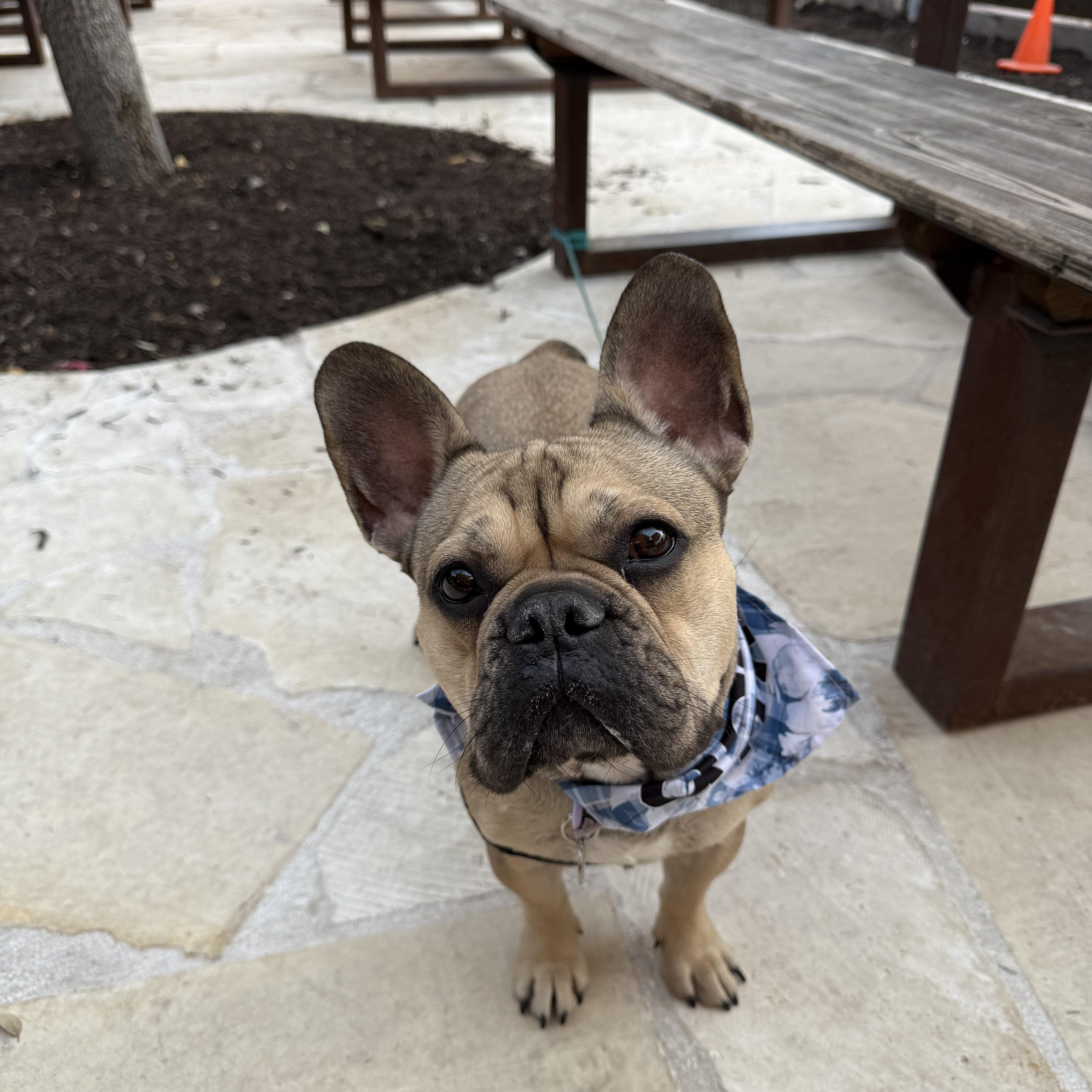 Enlarge Asher- what a FRENCHIE should be!, a Adoptable French Bulldog in North Branford, CT image 2/6