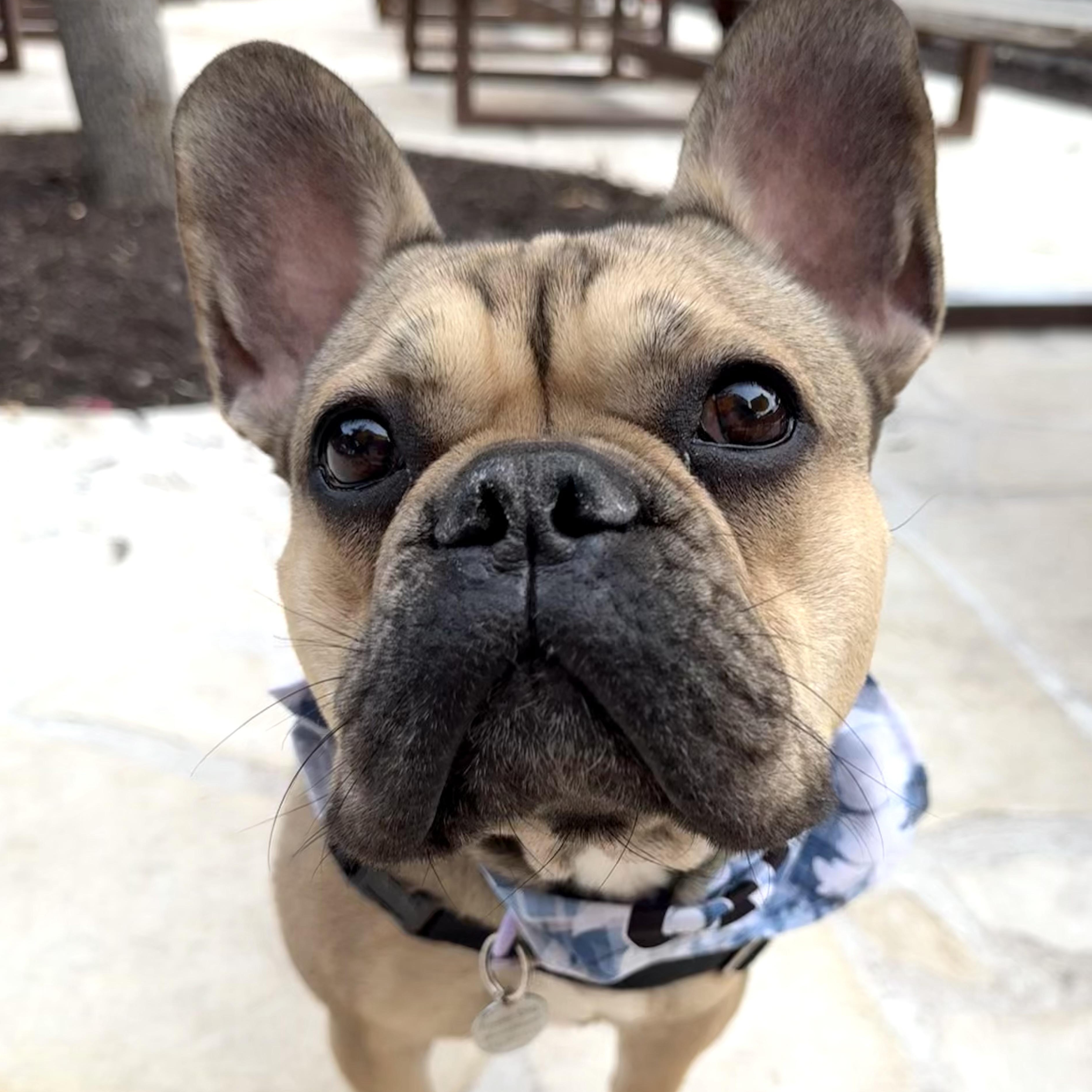 Asher- what a FRENCHIE should be!, Adoptable, Adult Male French Bulldog.