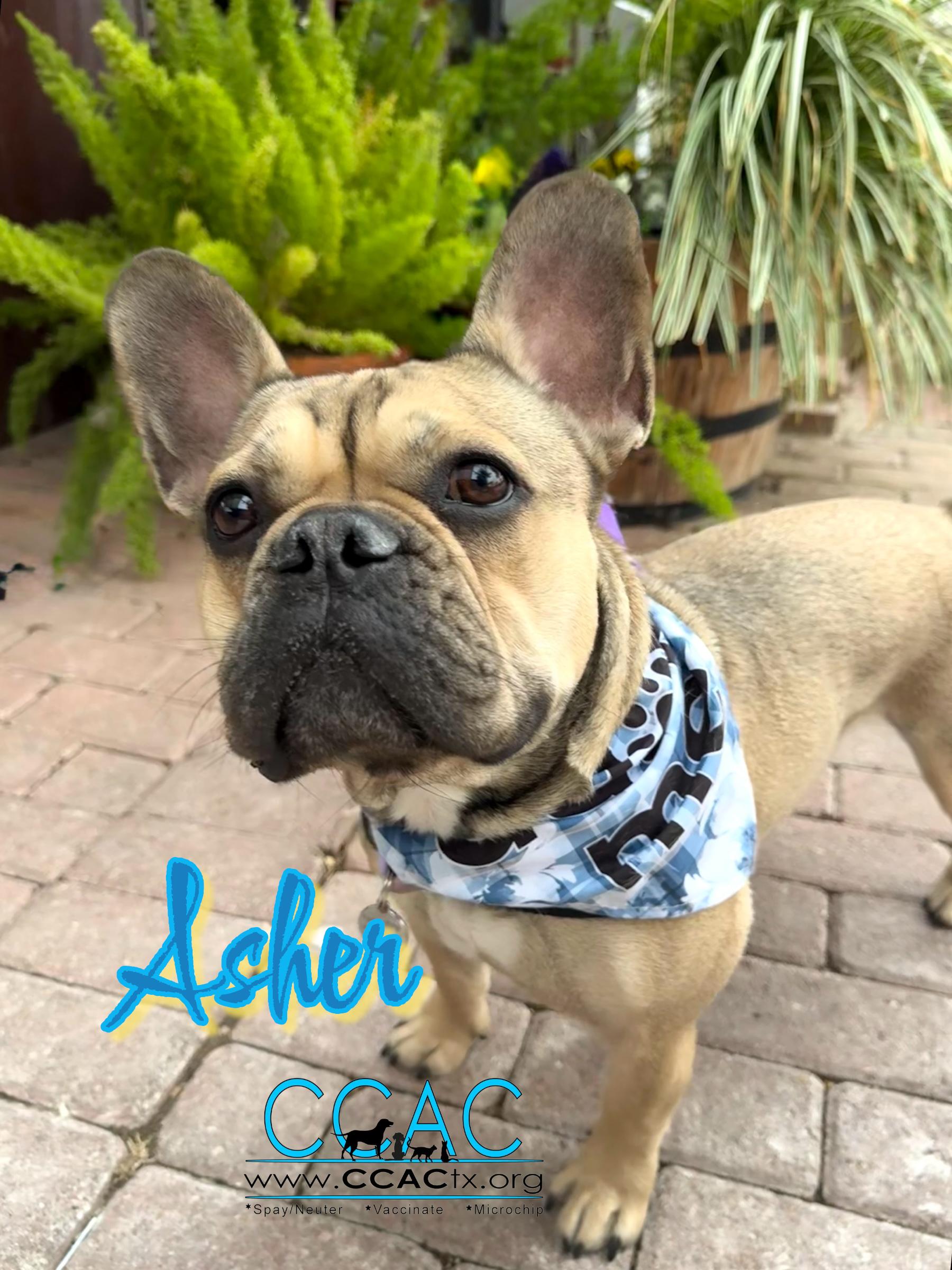 Enlarge Asher- what a FRENCHIE should be!, a Adoptable French Bulldog in North Branford, CT image 5/6