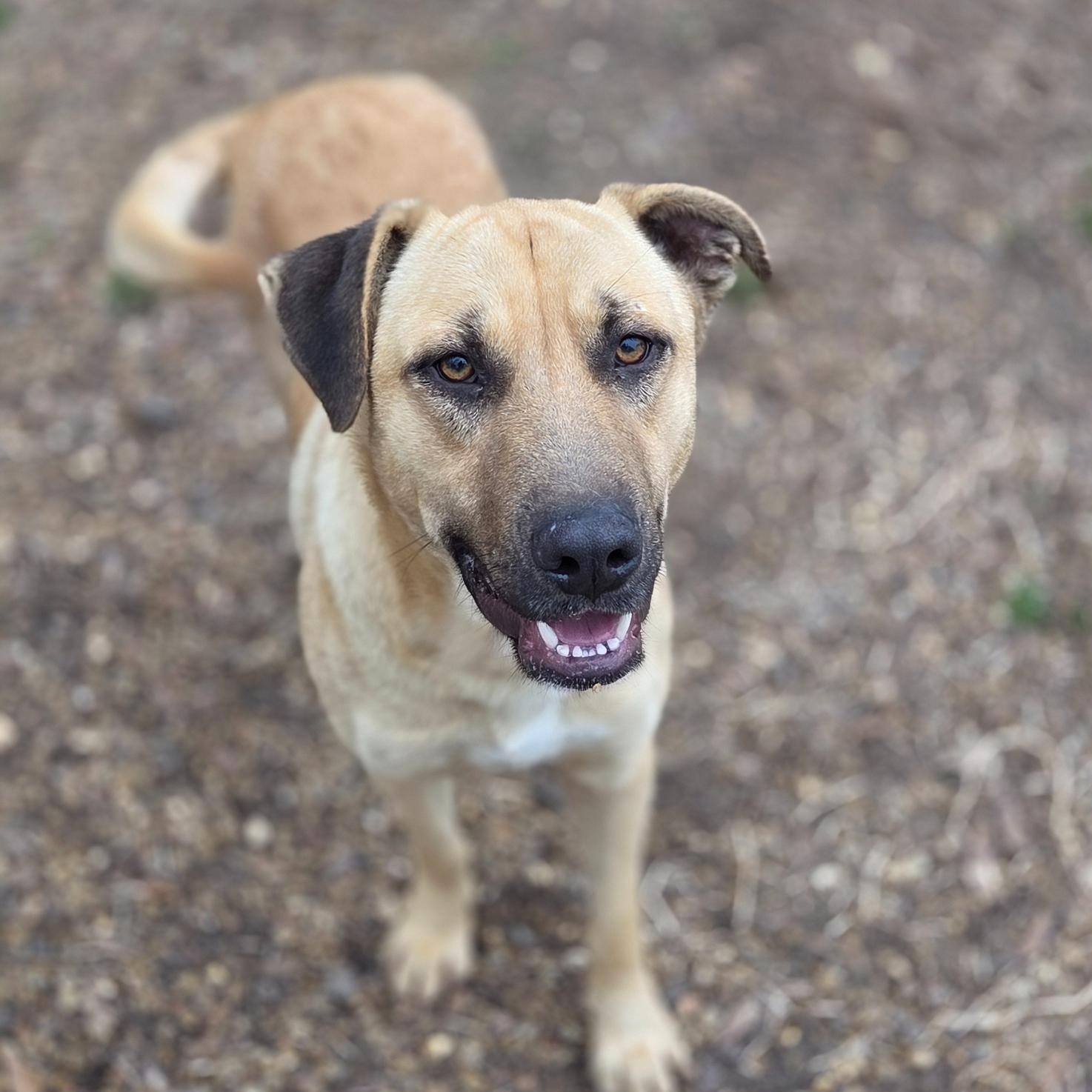 Romeo, Adoptable, Young Male Black Mouth Cur.