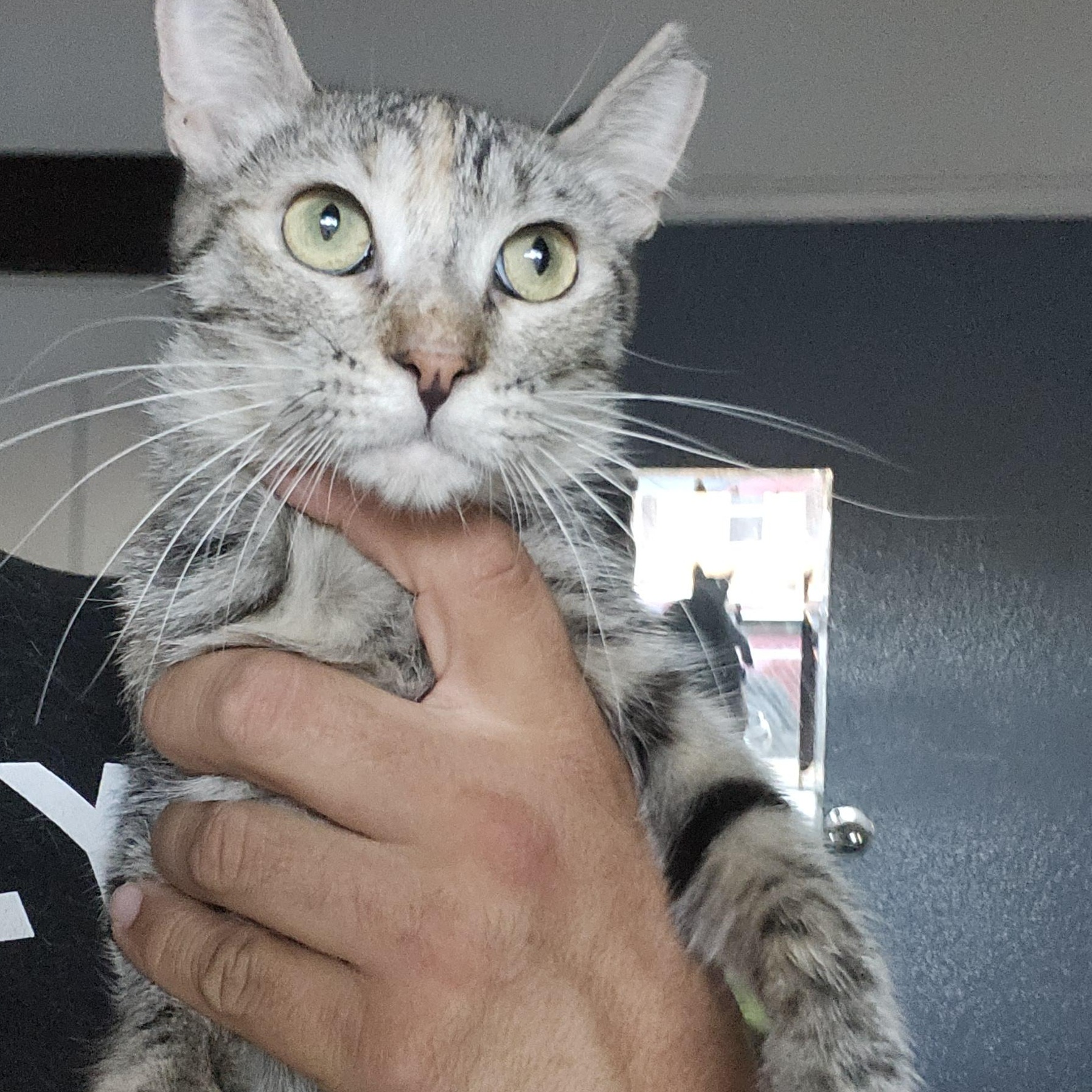Enlarge Layla, a Adoptable mixed breed in Long Beach, CA image 1/2