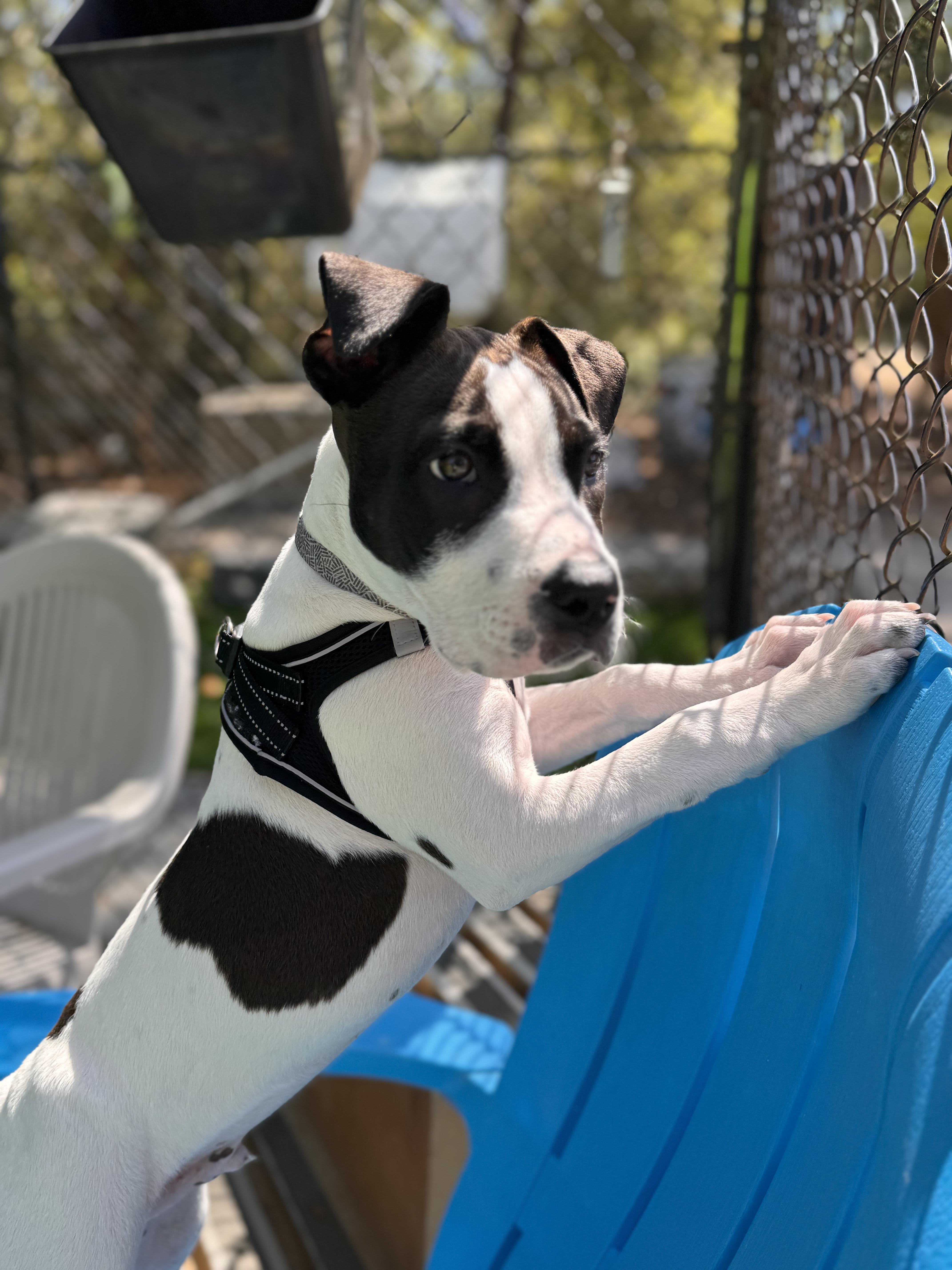 Enlarge Devin, an adopted Mixed Breed in Pawleys Island, SC image 1/1