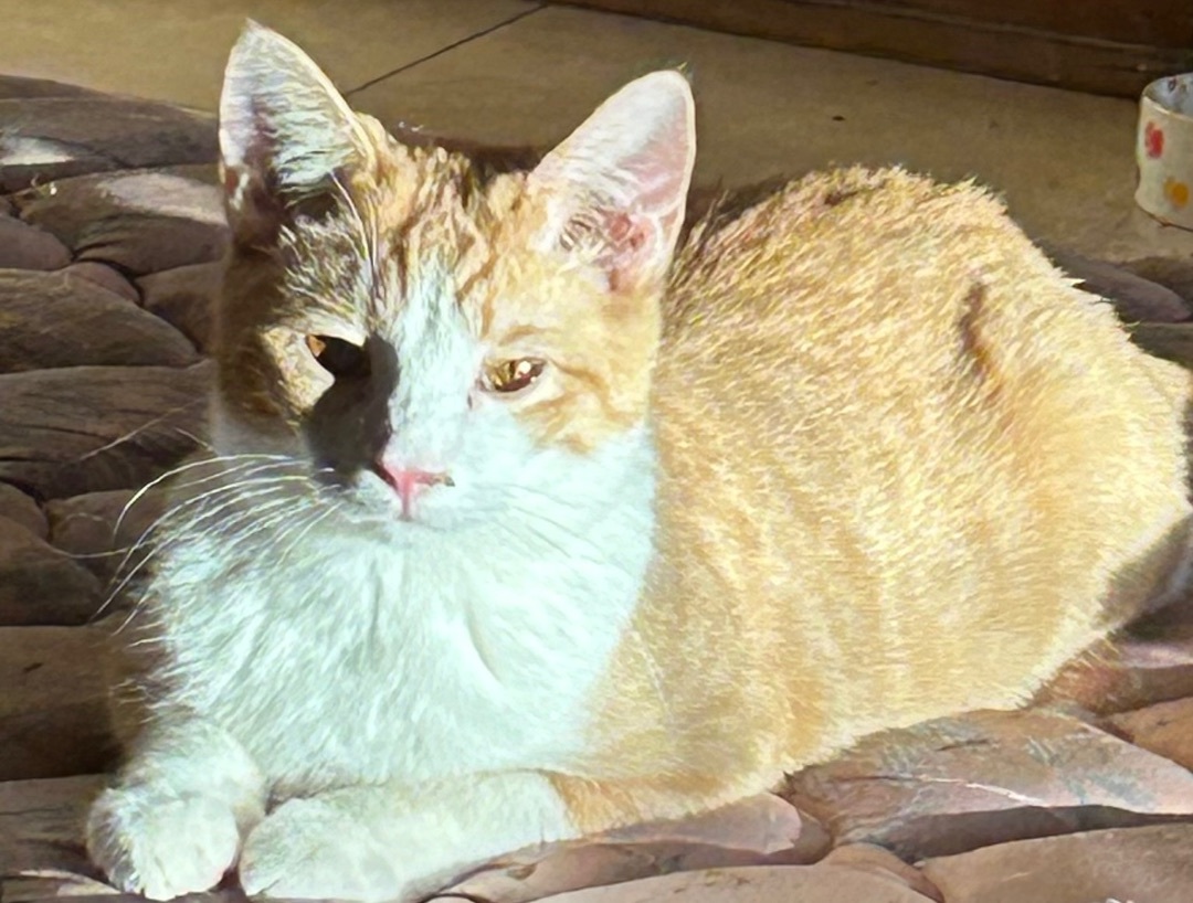 Leo