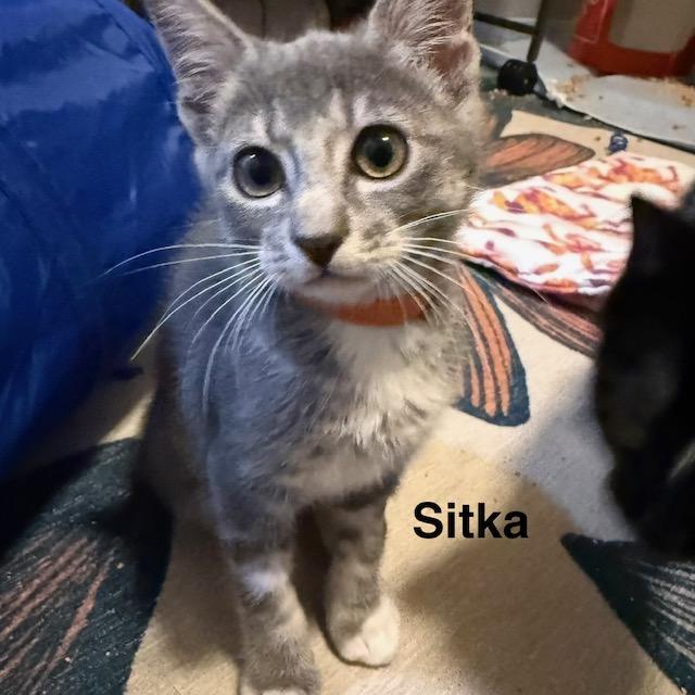 Enlarge Sitka, a Adoptable Domestic Short Hair in Olympia, WA image 1/2