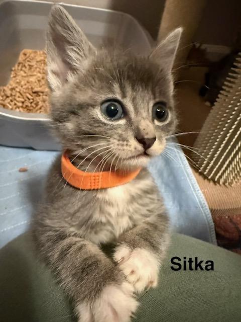 Enlarge Sitka, a Adoptable Domestic Short Hair in Olympia, WA image 2/2