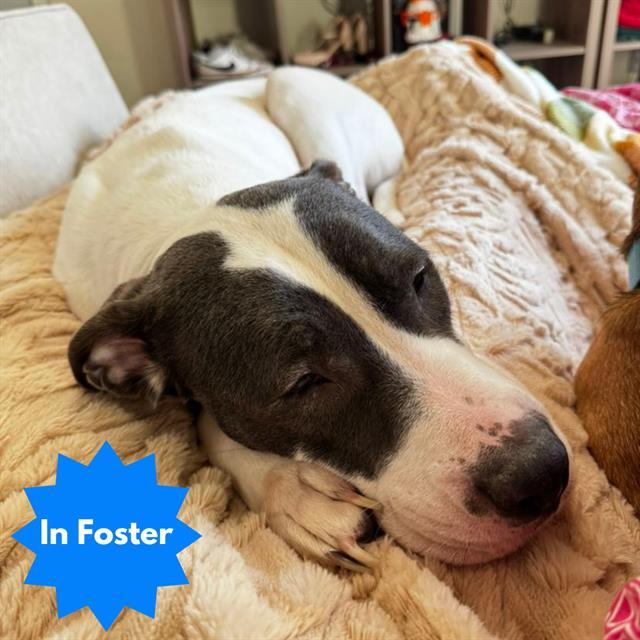 Enlarge MARIE, a Adoptable mixed breed in Indianapolis, IN image 1/1