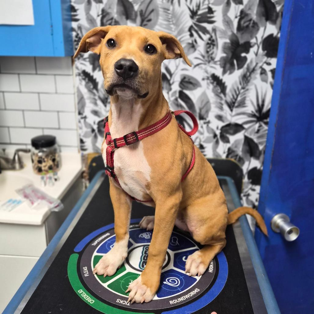 Enlarge Zila, a Adoptable mixed breed in Wahiawa, HI image 1/1