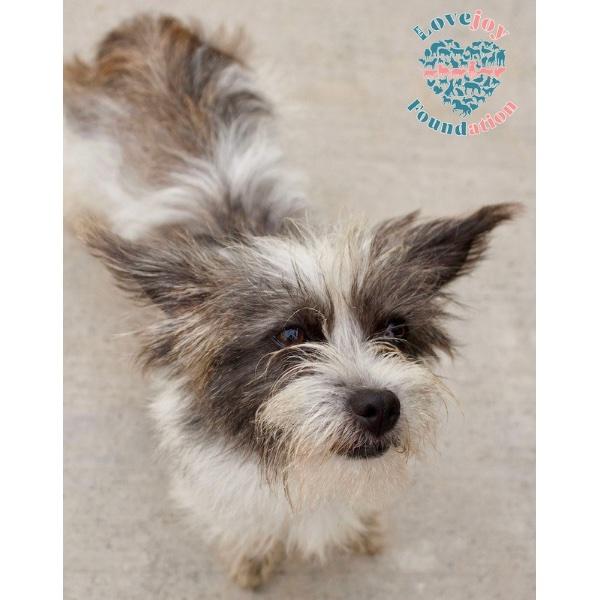 Pea Family-Cotton Tail