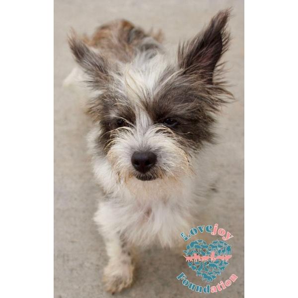 Pea Family-Cotton Tail