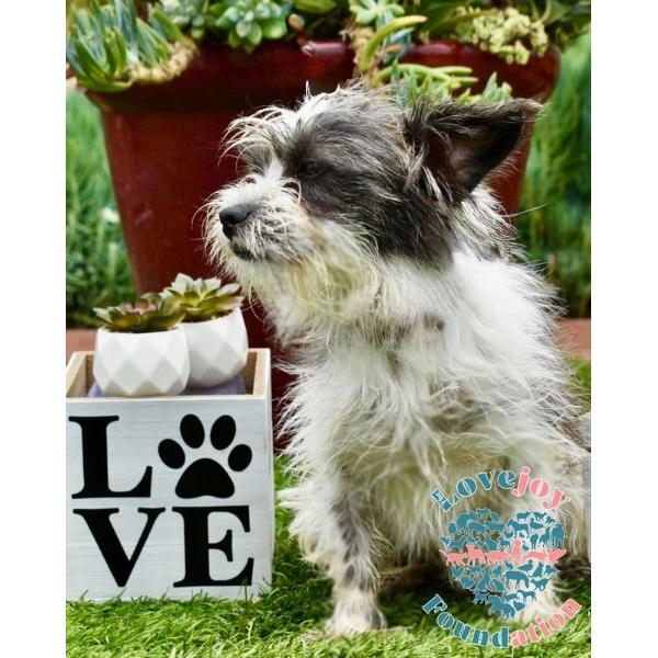 Pea Family-Cotton Tail