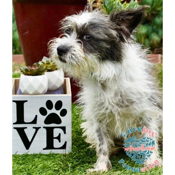 Pea Family-Cotton Tail