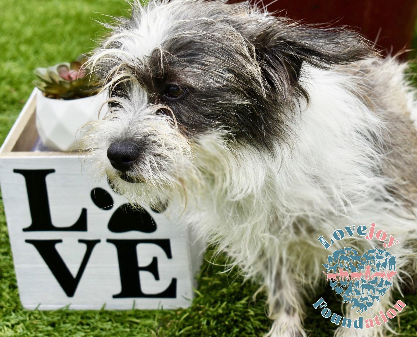 Pea Family-Cotton Tail