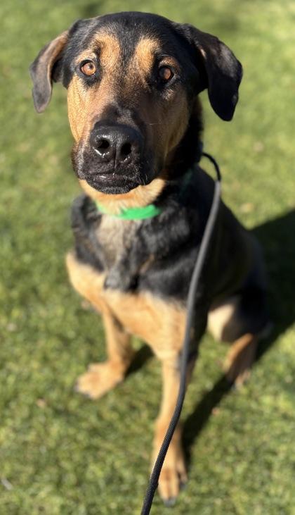 Dozer, Adoptable, Adult Male Rottweiler & German Shepherd Dog.