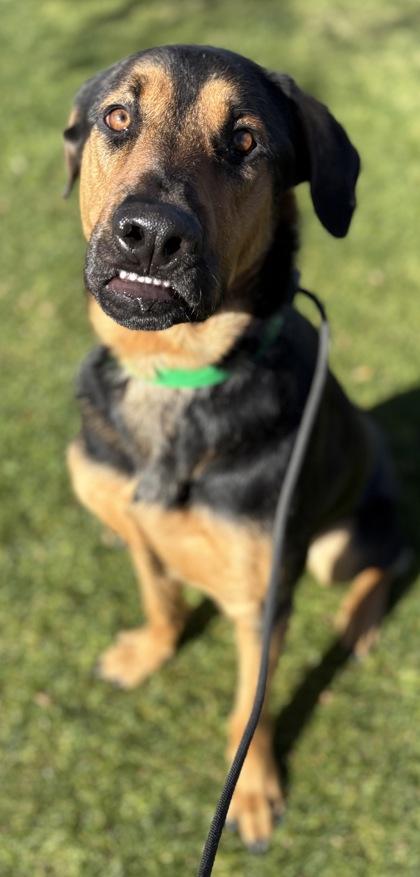 Enlarge Dozer, a Adoptable mixed breed in Phoenix, AZ image 2/3